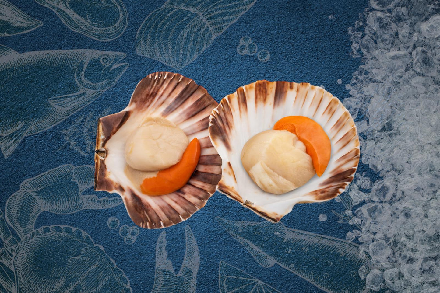 Local Scallop in Shell