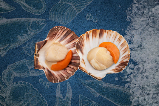 Local Scallop in Shell