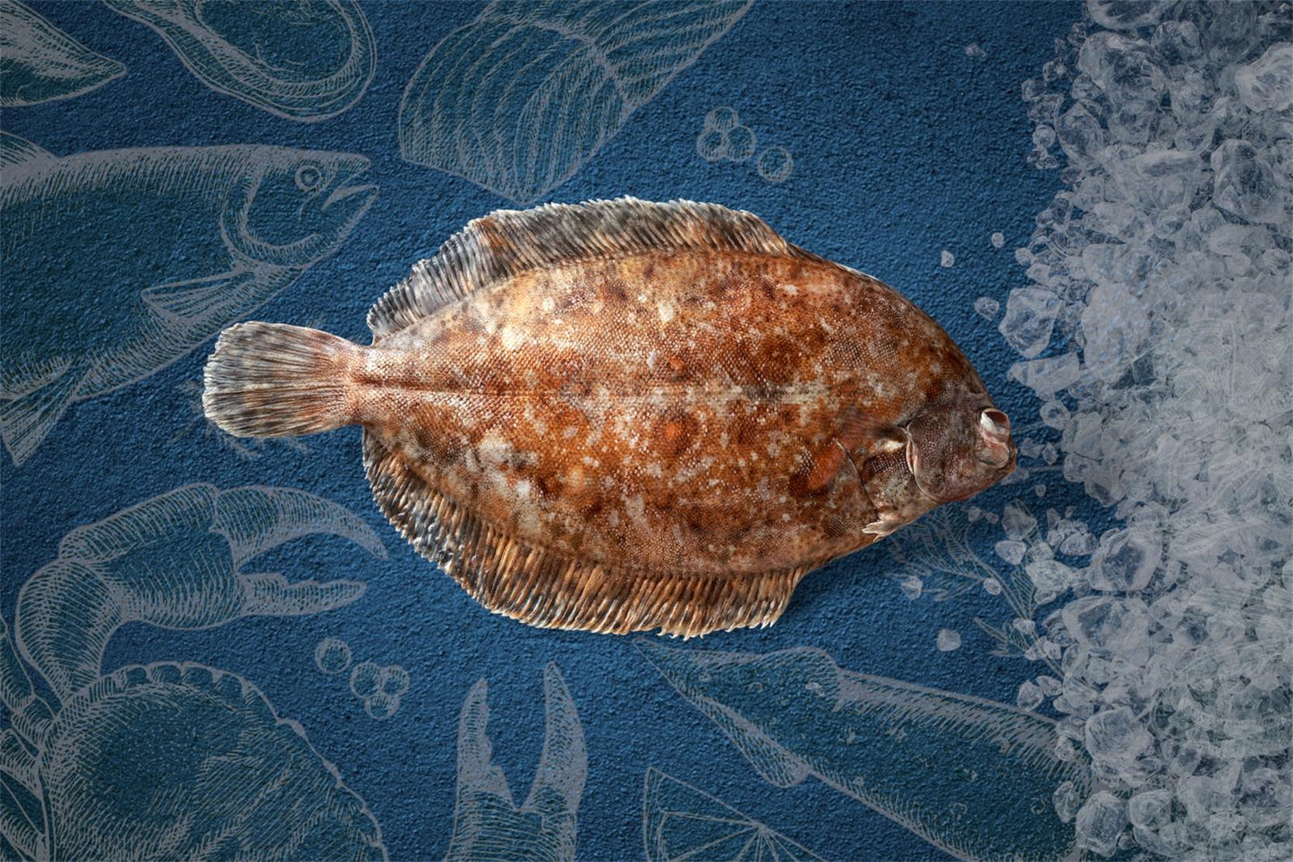Lemon Sole